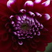 David Warman Photo 13
