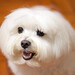 Mario Maltese Photo 5