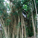 Candi Bush Photo 2