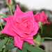 Karen Rose Photo 12