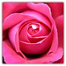 Rose Priego Photo 2