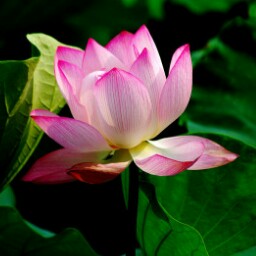 Jun Gu Photo 35