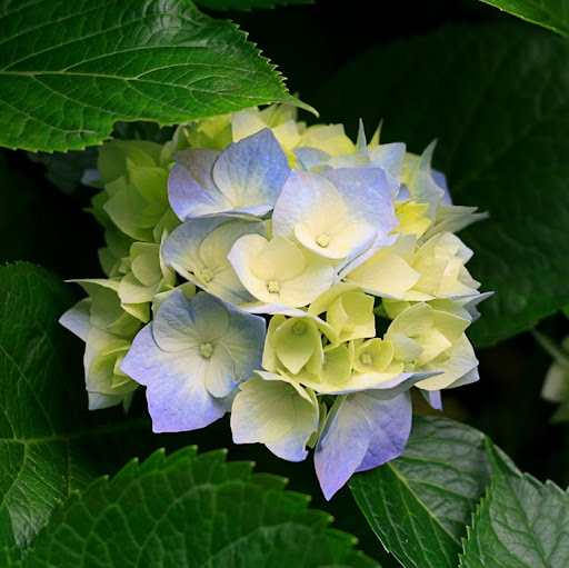 Raymond Liu Photo 34