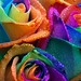 Rose Slater Photo 10