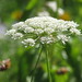 Anne Dolan Photo 13