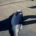 Pat Foster Photo 4