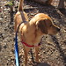 Glenn Kennel Photo 9