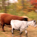 Robert Ebright Photo 6