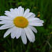 Daisy Song Photo 9