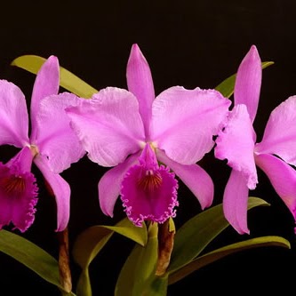 Joyce Blair Photo 31