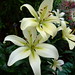 Lillie White Photo 10