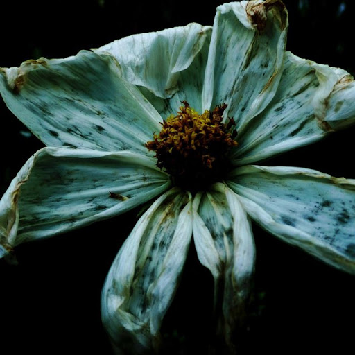 Holly Chamberlain Photo 15