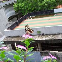 Yen Yu Photo 21