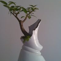 Robert Bosi Photo 5
