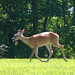 Jacob Deer Photo 7