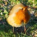 Robin Monaghan Photo 8
