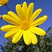 Daisy Bush Photo 5