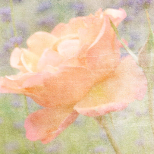 Patricia Sanders Photo 27