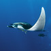 Ray Cheng Photo 9