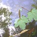 Rod Weston Photo 4