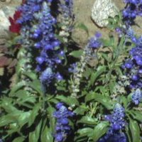 Janet Sanders Photo 26
