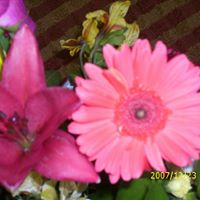 Patricia Doss Photo 34