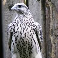 Paul Harding Photo 36