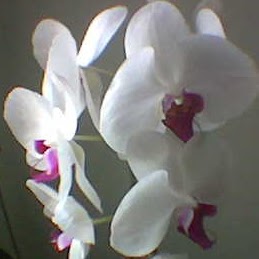 Sue Chan Photo 22