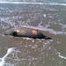 Arthur Seals Photo 8