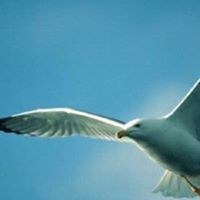Jonathan Livingston Photo 36