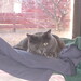 Tammy Justice Photo 8