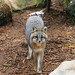 Cleveland Fox Photo 5