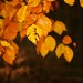 Autumn Back Photo 2