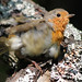 Robin Shook Photo 3