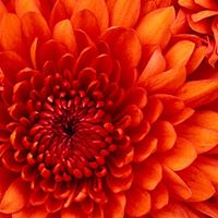 Sara Arshad Photo 11