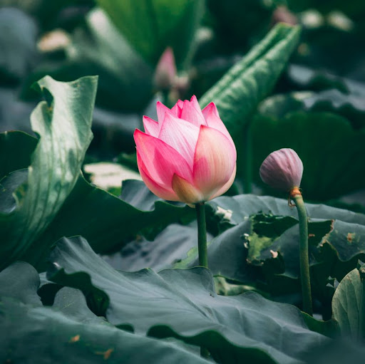 Judy Xiong Photo 17