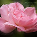 Elizabeth Rose Photo 17