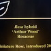 Rose Arthur Photo 8