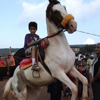 Anuradha Bhosale Photo 13