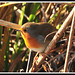 Robin Rush Photo 6