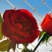 Rosa Tsai Photo 5