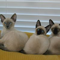 Susan Golding Photo 27