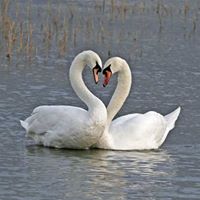 Edward Swan Photo 32