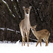 Fawn Simpson Photo 3