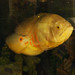 Steve Fish Photo 6