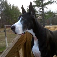Bonnie Reese Photo 41
