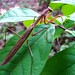 Georgia Mantis Photo 8