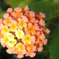 Marianne Lucas Photo 28