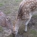 Holland Buck Photo 8