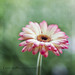 Angela Flowers Photo 3